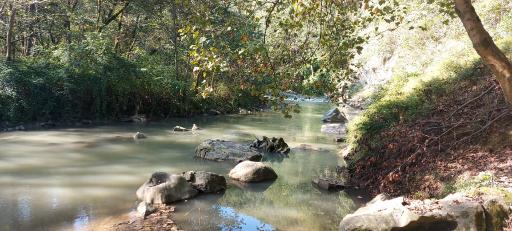 عکس جنگل لفور