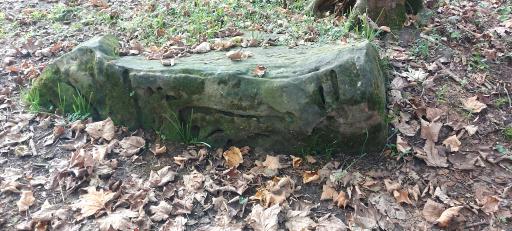 عکس جنگل لفور