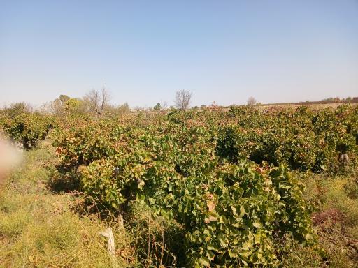 عکس جنگل لفور