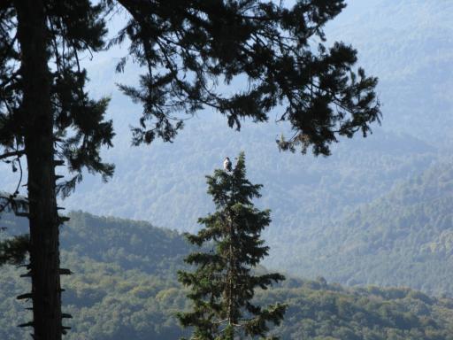 عکس جنگل لفور