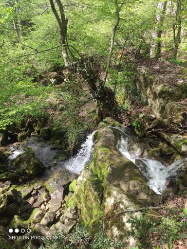 عکس جنگل لفور