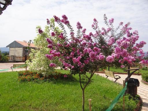 عکس پارک ملت