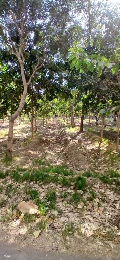 عکس باغ فاتح