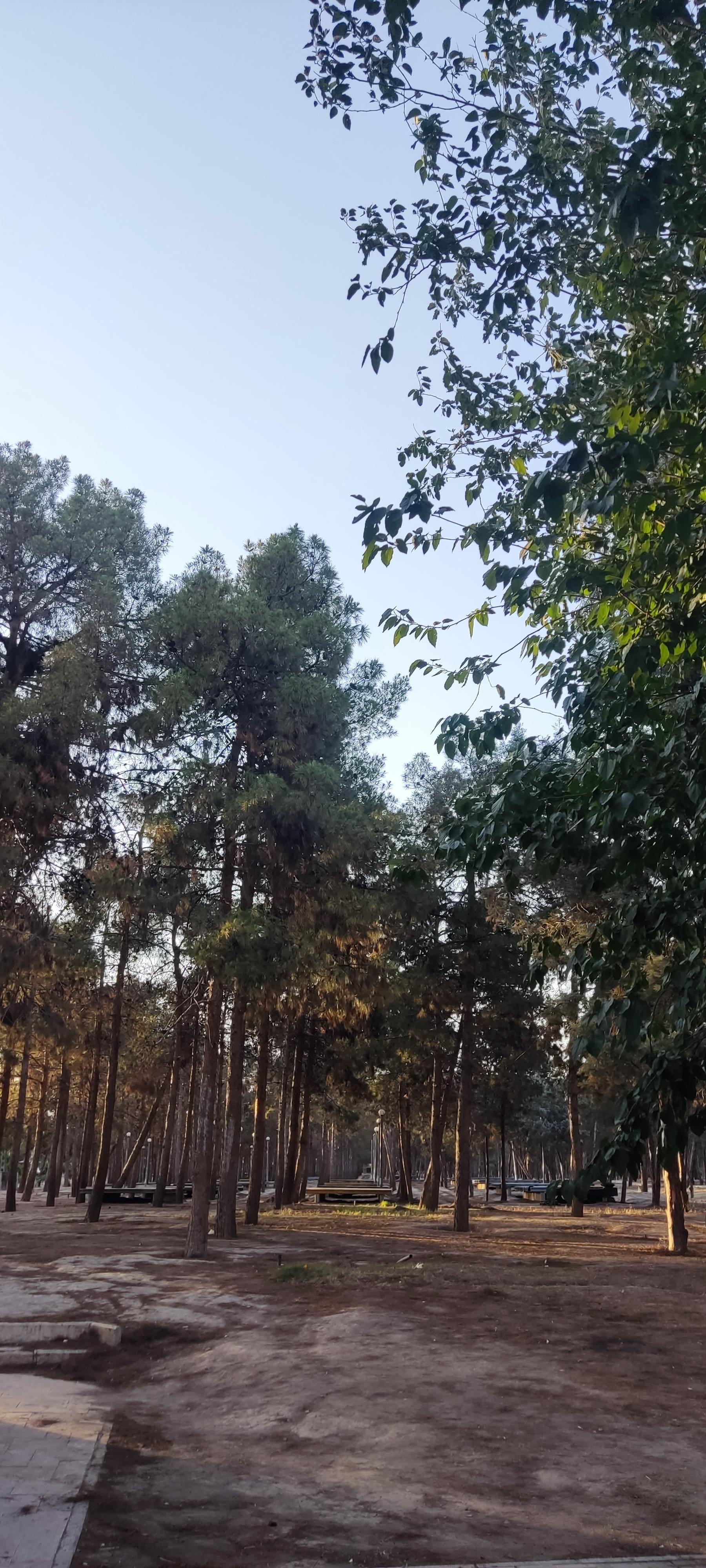 عکس پارک جنگلی افرا