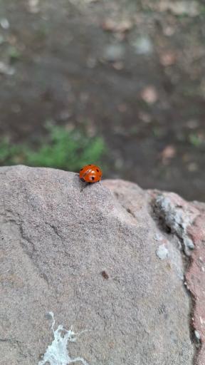 عکس باغ فاتح