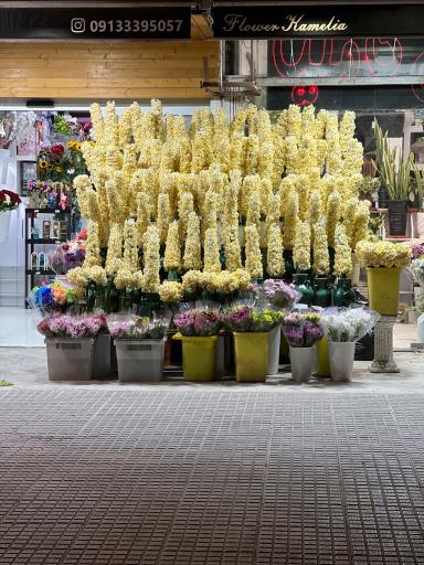 عکس گل كامليا