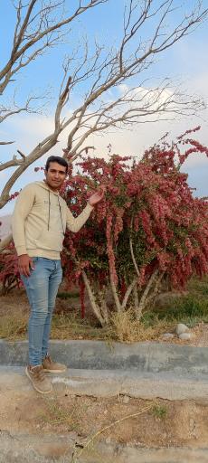 عکس زعفران مطمئن