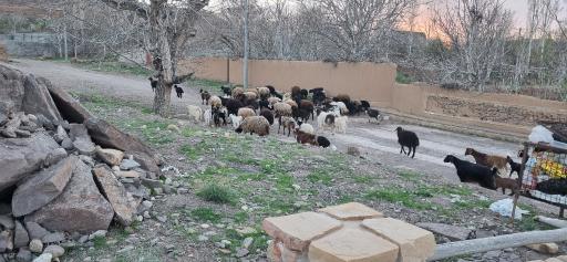 عکس پارک شبنم