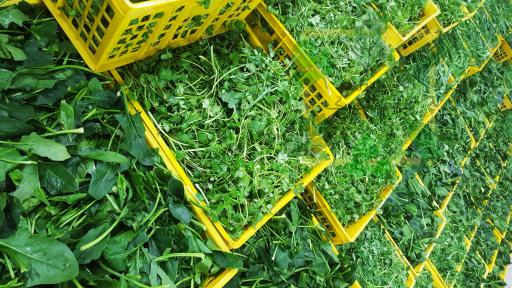 عکس سبزی کده خاتون