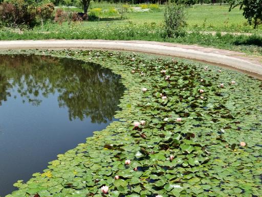 عکس دریاچه باغ گیاه‌شناسی تهران