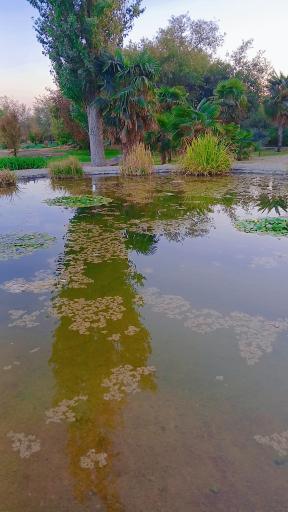 عکس دریاچه باغ گیاه‌شناسی تهران