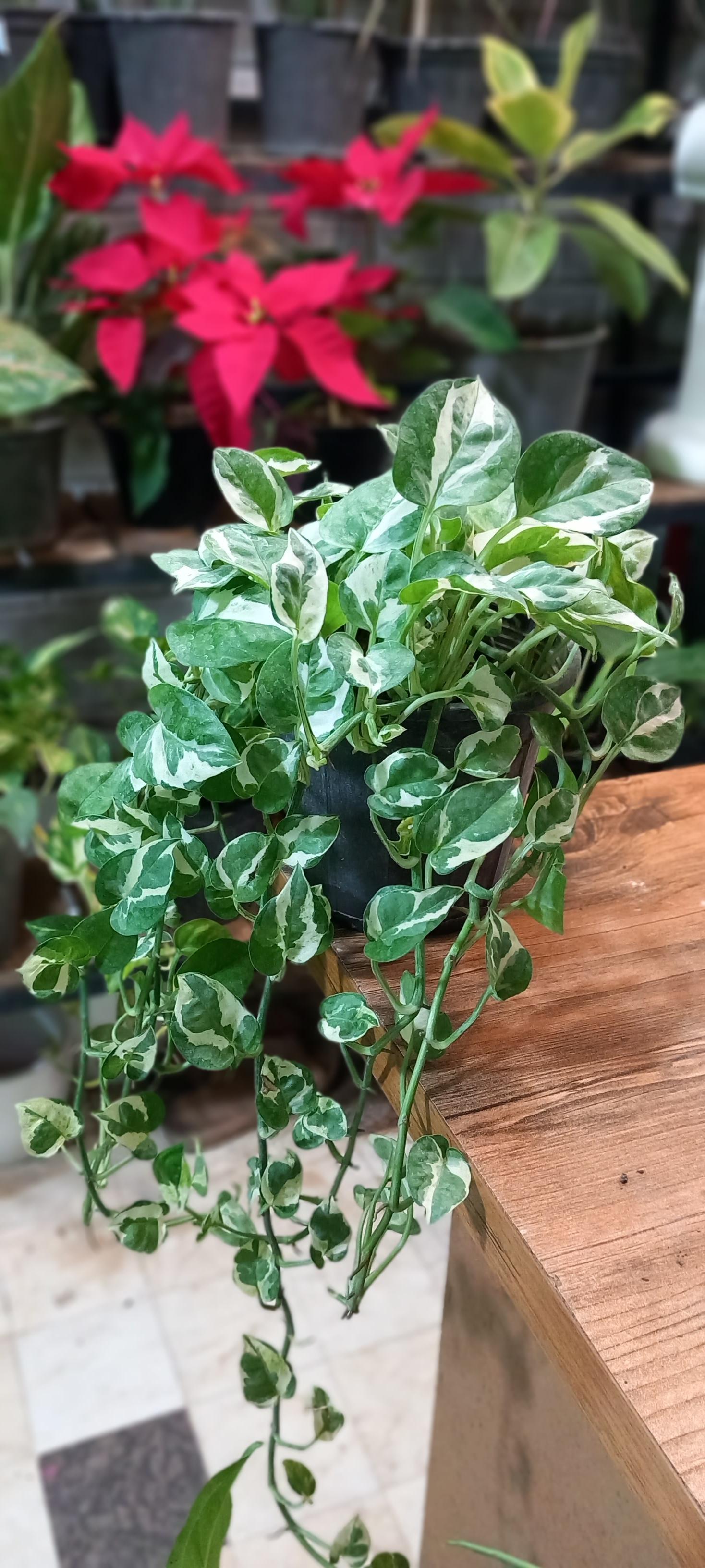 عکس گلکده صابر