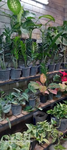 عکس گلکده صابر