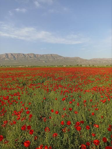 عکس تیتکانلو