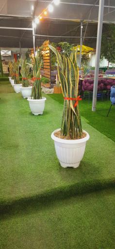 عکس باغ رستوران آپادانا 