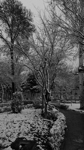 عکس بوستان فهمیده