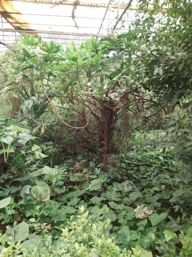 باغ گل‌ های گرمسیری