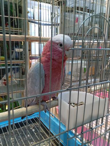 عکس مجموعه بزرگ هدهد بهشتی