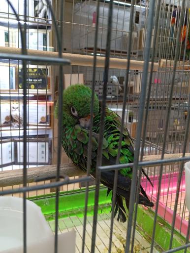 عکس مجموعه بزرگ هدهد بهشتی