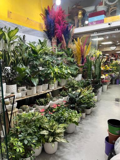 عکس گل اشرف