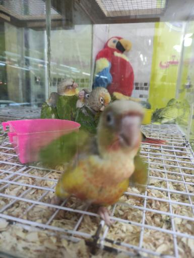 عکس مجموعه بزرگ هدهد بهشتی