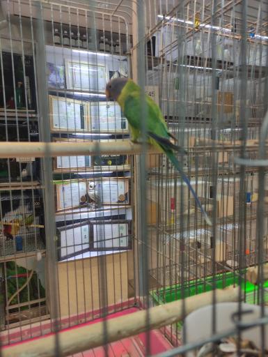 عکس مجموعه بزرگ هدهد بهشتی