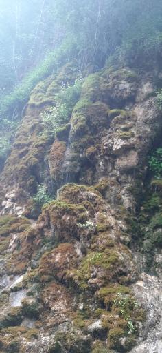 عکس آبشار جلبکی (حرام او)