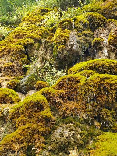 عکس آبشار جلبکی (حرام او)