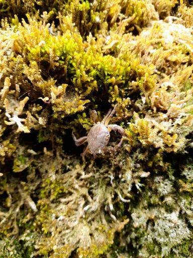 عکس آبشار جلبکی (حرام او)