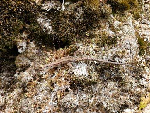 عکس آبشار جلبکی (حرام او)