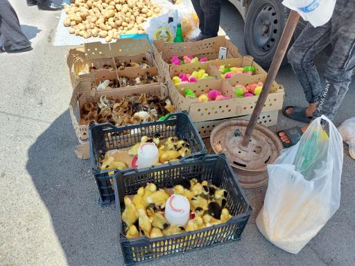 عکس بازار هفتگی، یکشنبه بازار مسکن مهر