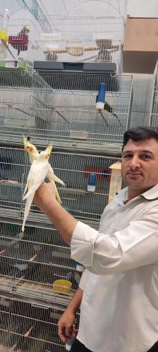 عکس فروشگاه پرندگان زینتی چکاوک فایز