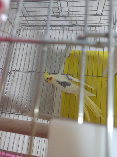 عکس فروشگاه پرندگان زینتی چکاوک فایز