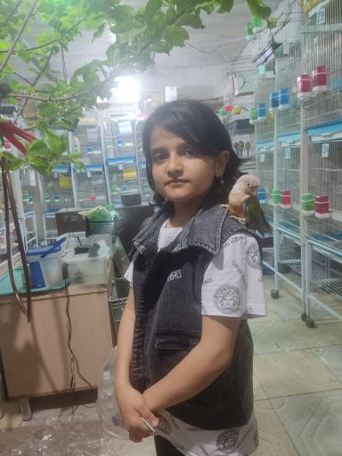 عکس فروشگاه پرندگان زینتی چکاوک فایز