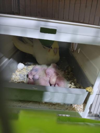 عکس فروشگاه پرندگان زینتی چکاوک فایز