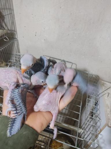 عکس فروشگاه پرندگان زینتی چکاوک فایز