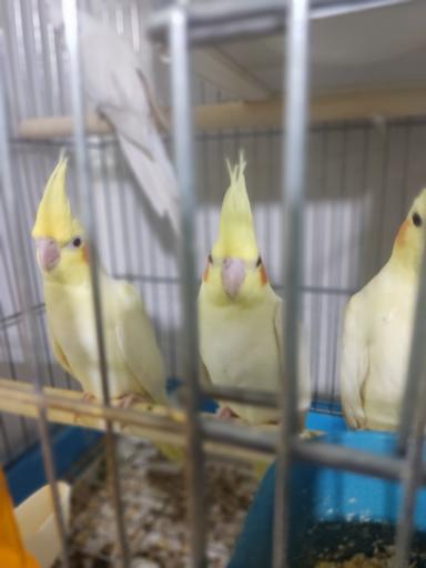 عکس فروشگاه پرندگان زینتی چکاوک فایز