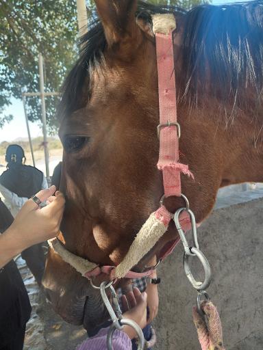 عکس مجموعه سوارکاری دانشگاه فردوسی 