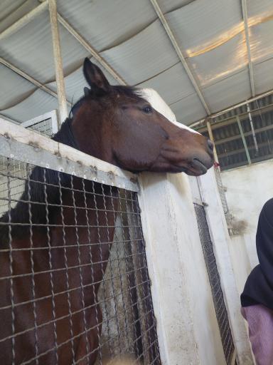 عکس مجموعه سوارکاری دانشگاه فردوسی 