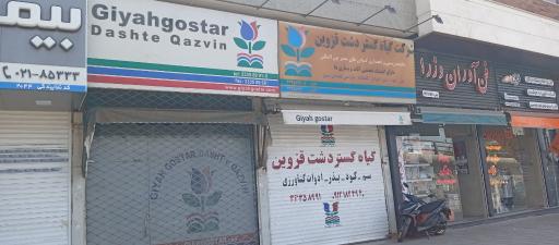 عکس گیاه گستر