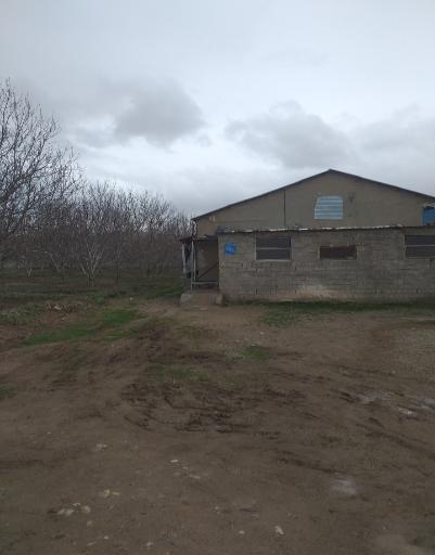 مرغداری گوشتی محمدی