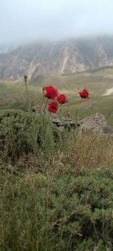 عکس دشت لار