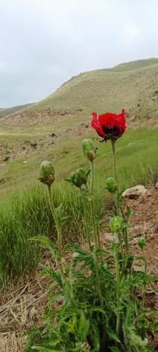 عکس دشت لار