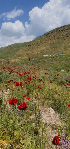 عکس دشت لار