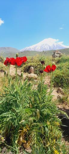 عکس دشت لار