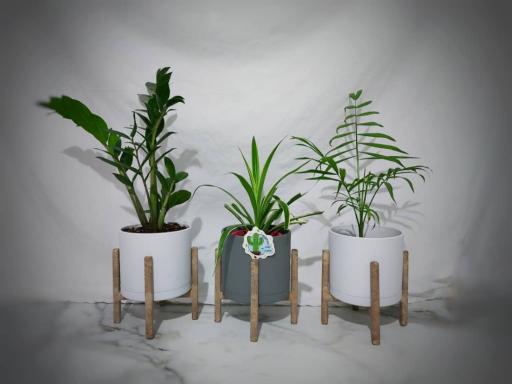 عکس گلخانه رُهام کاکتوس 