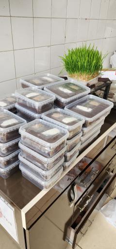 عکس حلوا سیاه ماندگار