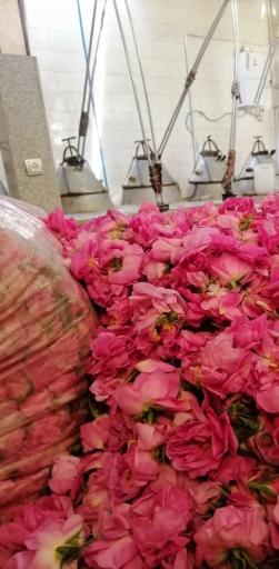 عکس گلابگیری سنتی گلدم