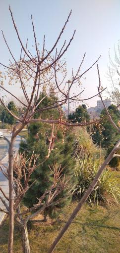 عکس بوستان خلج فادیا