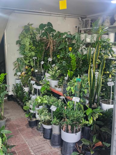 عکس گل‌های آپارتمانی محمدی